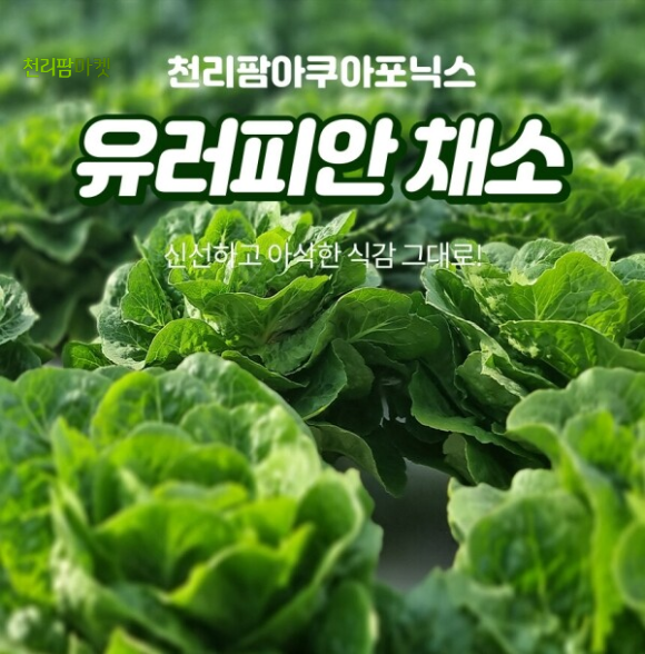 디케이푸드 이미지