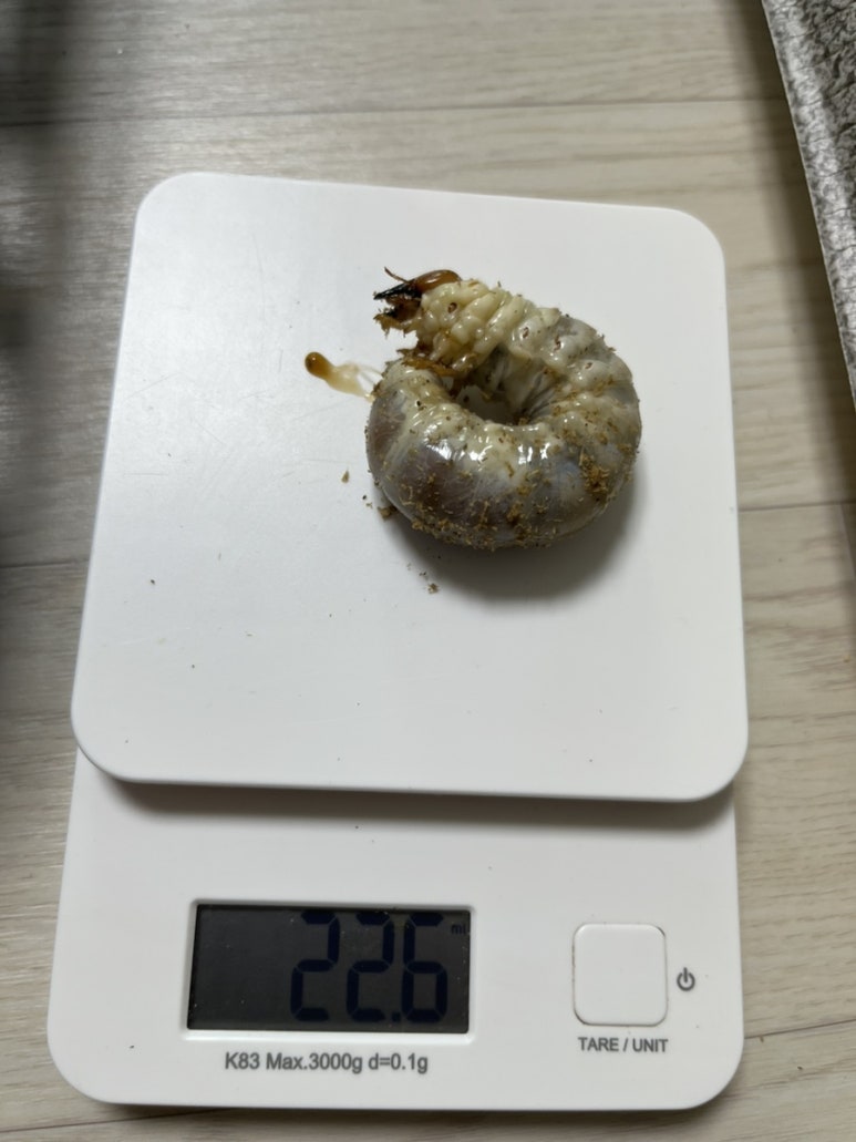 포텐슈 이미지