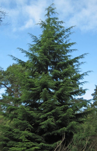 상록수(Evergreen) 이미지