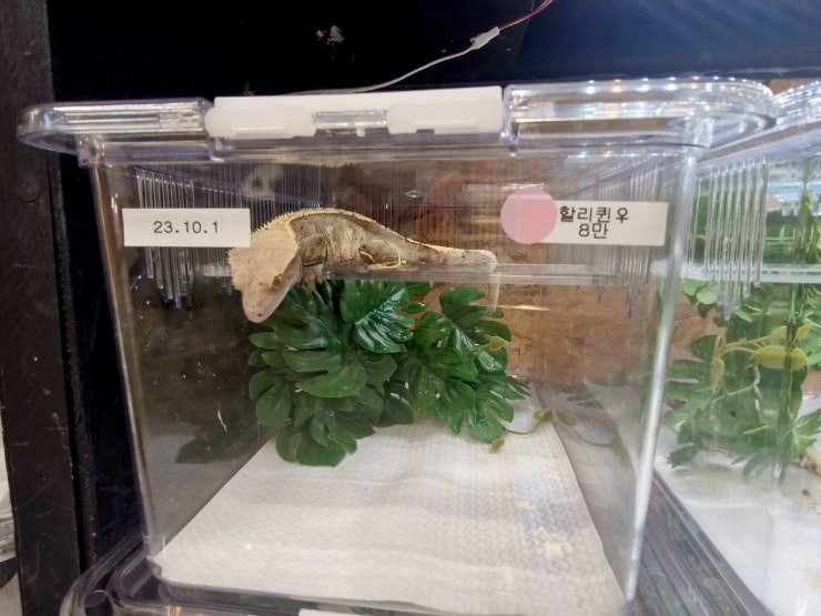개코샵 이미지