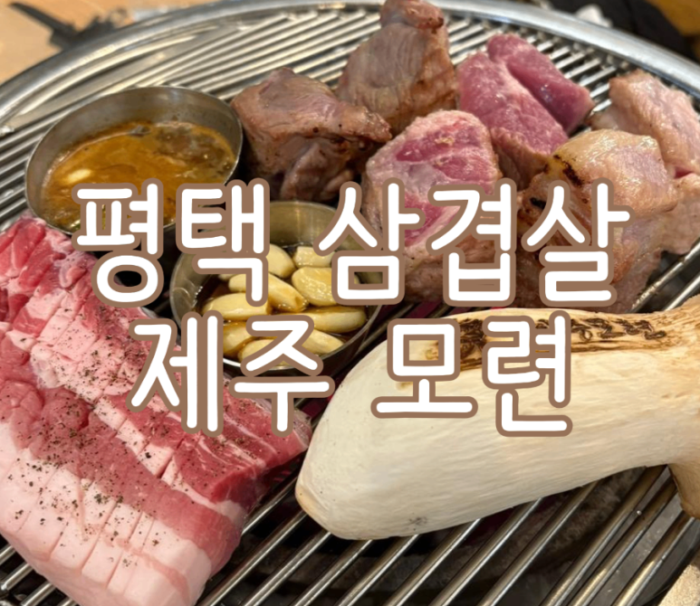 제주모련 이미지