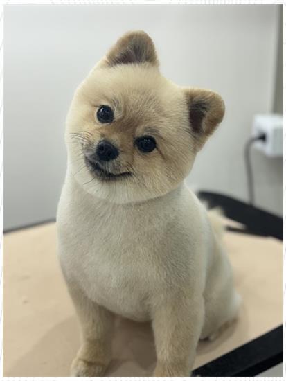뽀그리미용실 이미지