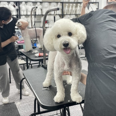 평택애견미용학원 이미지