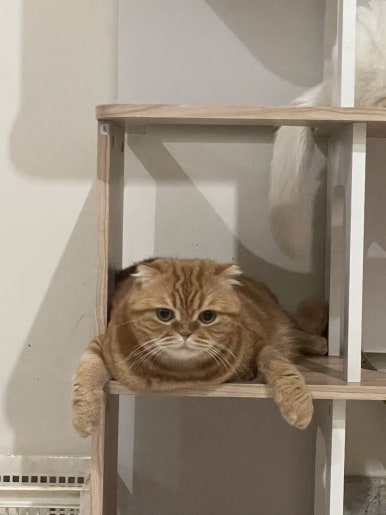사왓디 이미지