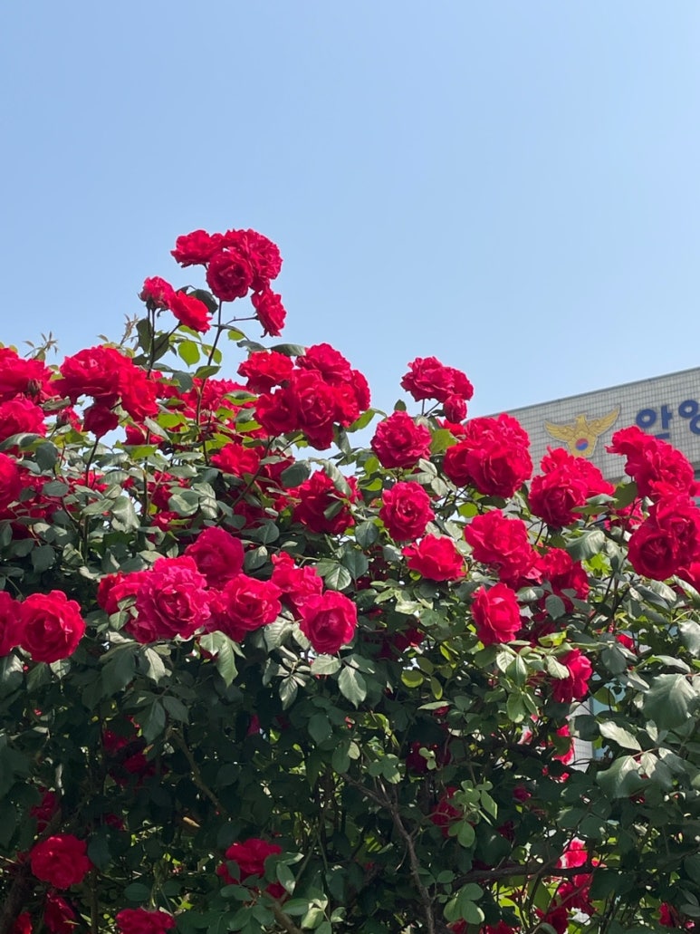 파티오벨라(주) 이미지