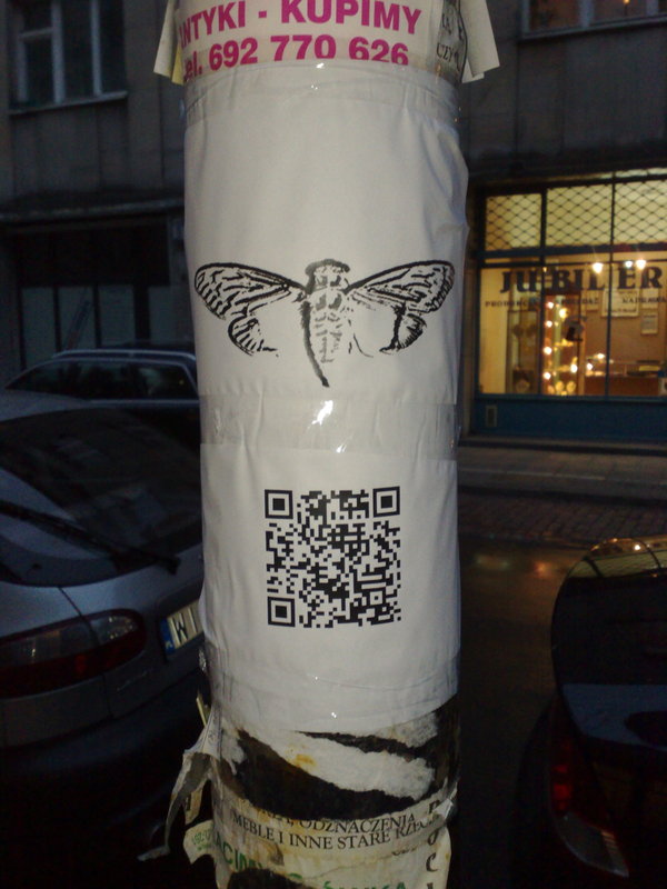 시카다(cicada) 이미지