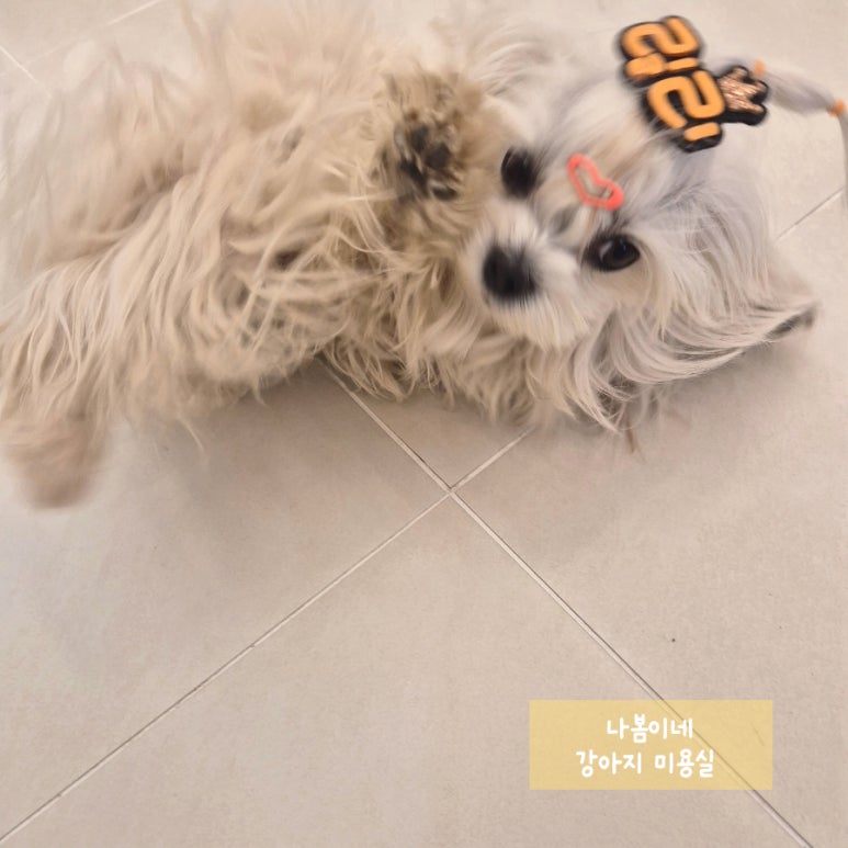 릴리테라피 이미지