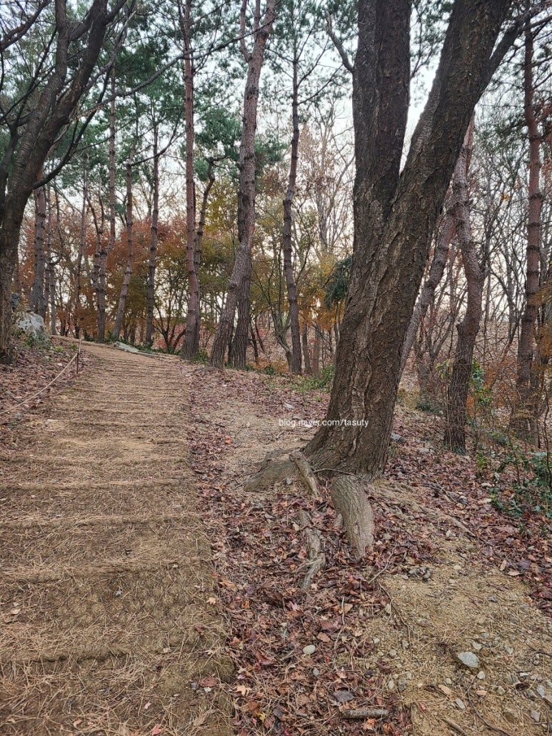 테이쑤티 이미지