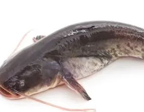 내고향메기매운탕 이미지