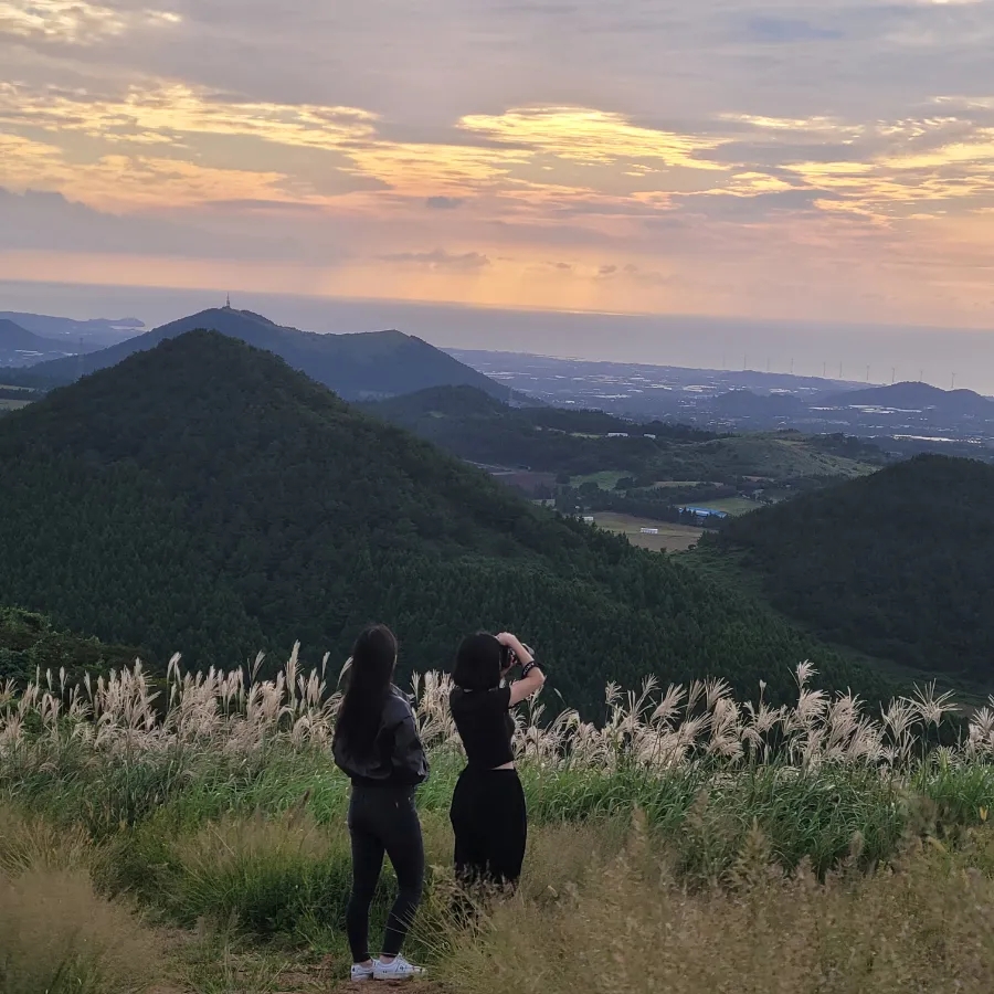 돌담위에흑돼지 이미지