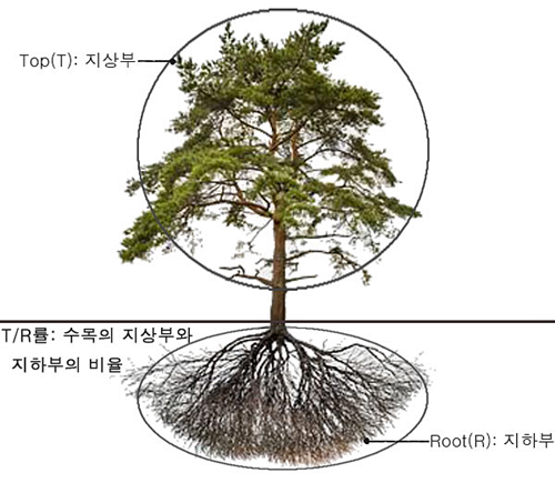큰솔조경나무병원 이미지