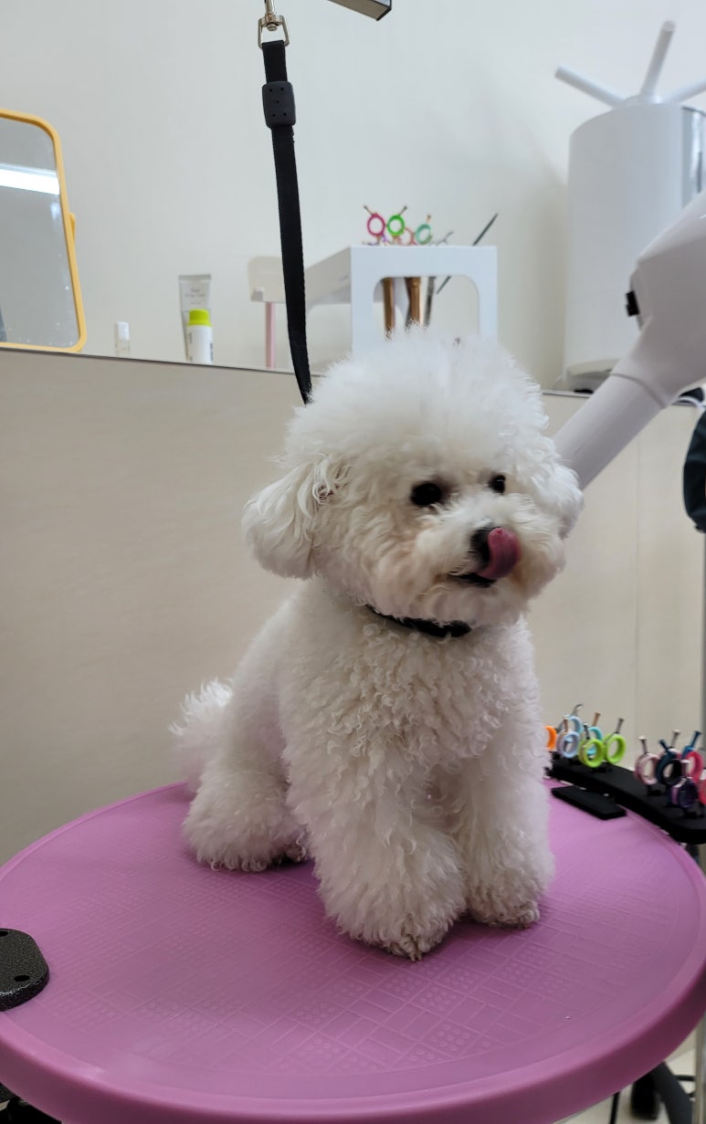 프리제이온 이미지