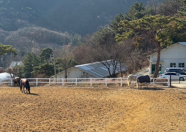 유성승마장 이미지