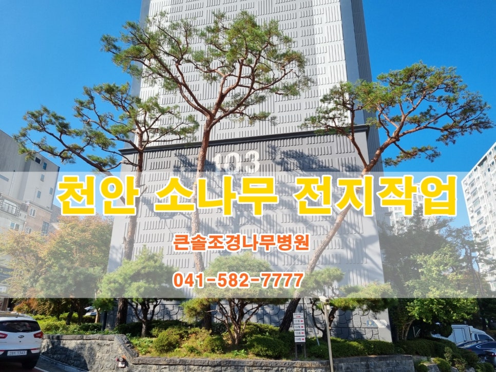 큰솔조경나무병원 이미지