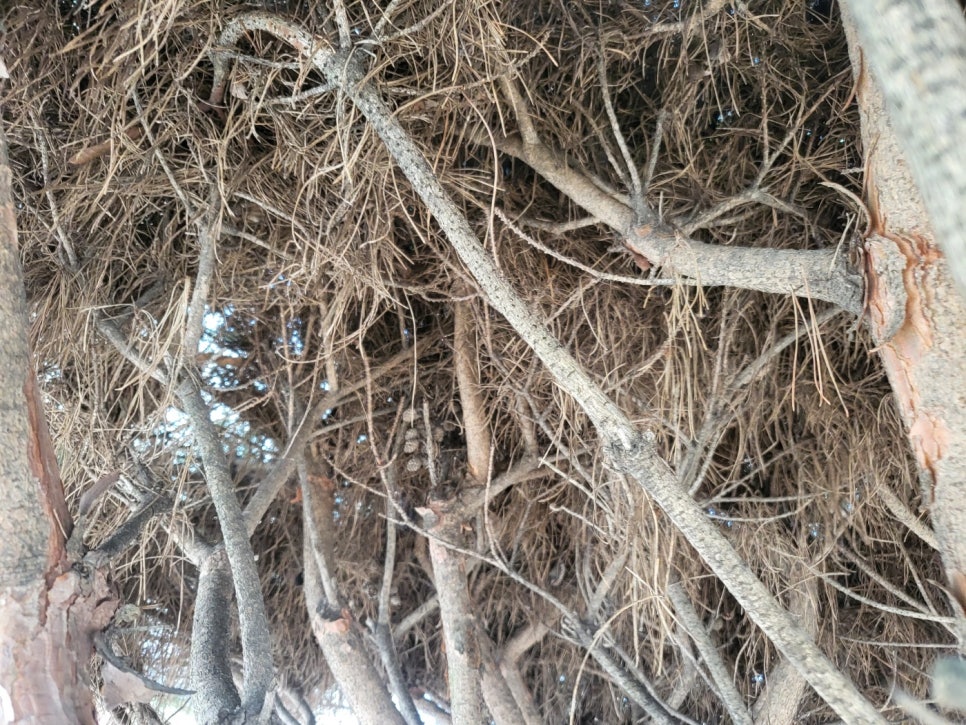 큰솔조경나무병원 이미지