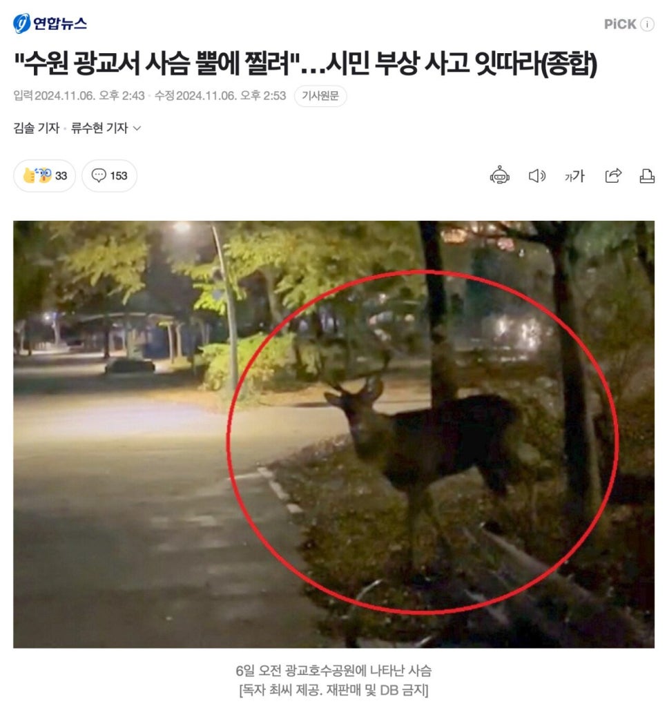 시슴 이미지