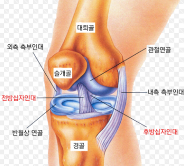 바디모어핏 이미지