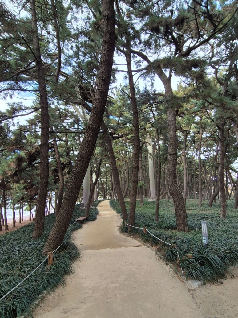 송림나무시장 이미지