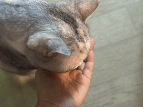 이쁘니생선 이미지