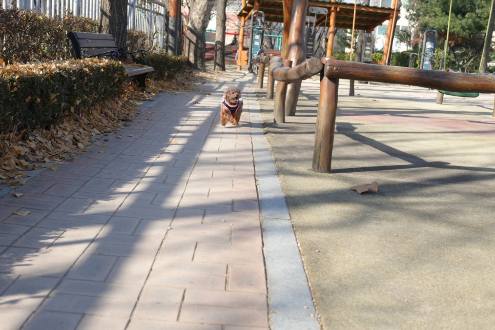 가벼운 풀프레임 미러리스 입문용 카메라 추천 소니 A7C2  "AI AF 기능으로 댕댕이도 잘나와요.." 이미지 11