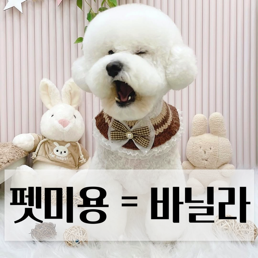 바닐라애견미용학원 이미지