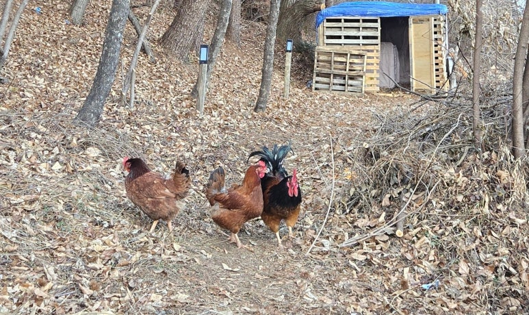 라이온글램핑 이미지