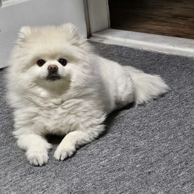 양당하우스 이미지