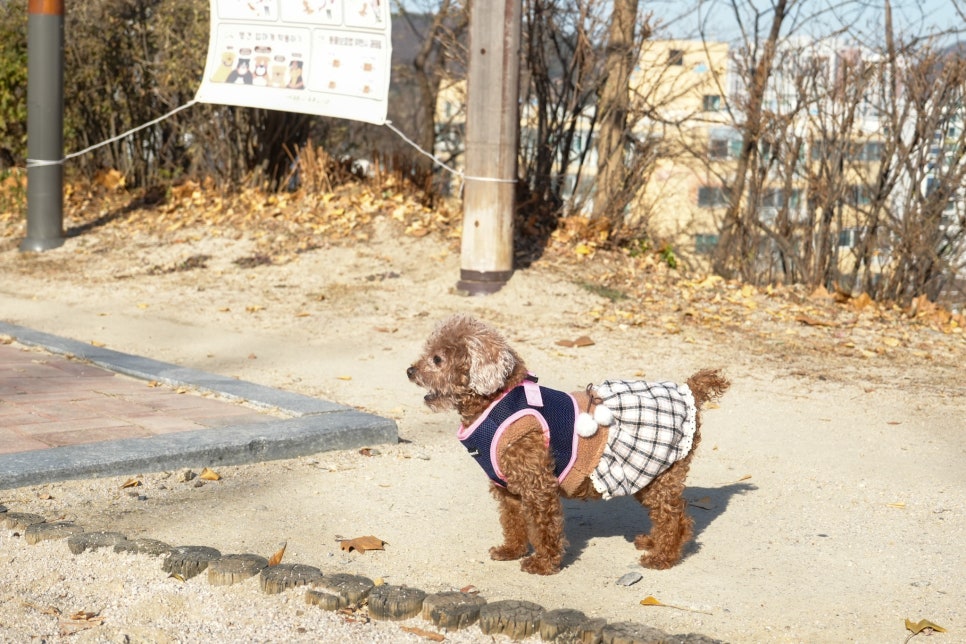 가벼운 풀프레임 미러리스 입문용 카메라 추천 소니 A7C2  "AI AF 기능으로 댕댕이도 잘나와요.." 이미지 9