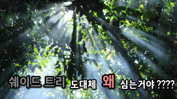 카페트리커피나무 이미지