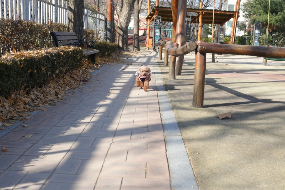 가벼운 풀프레임 미러리스 입문용 카메라 추천 소니 A7C2  "AI AF 기능으로 댕댕이도 잘나와요.." 이미지 12