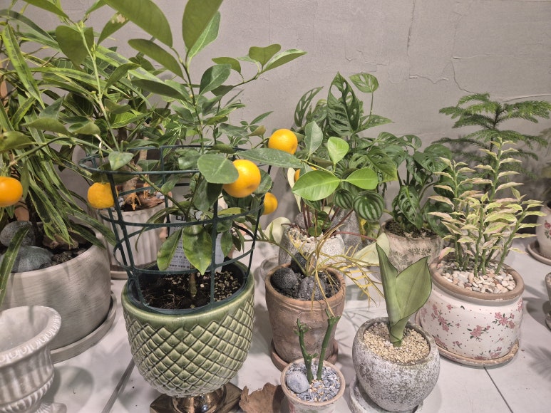 연산화분 이미지