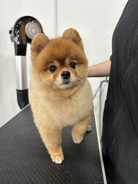 평택애견미용학원 이미지