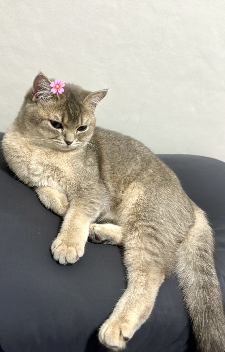 시루마루 이미지