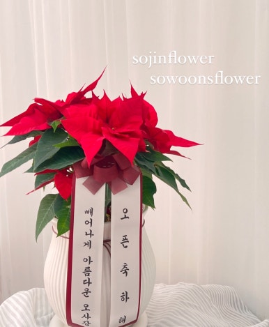 네일카리아 이미지