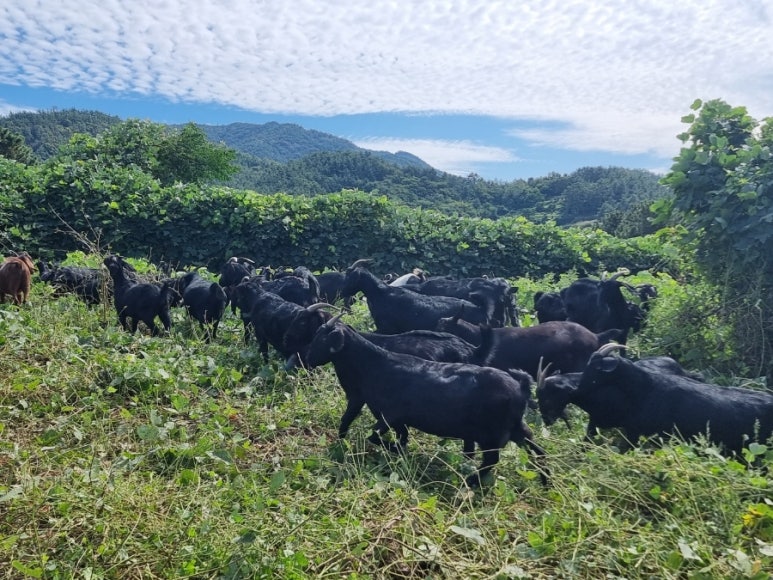 약산흑염소 이미지