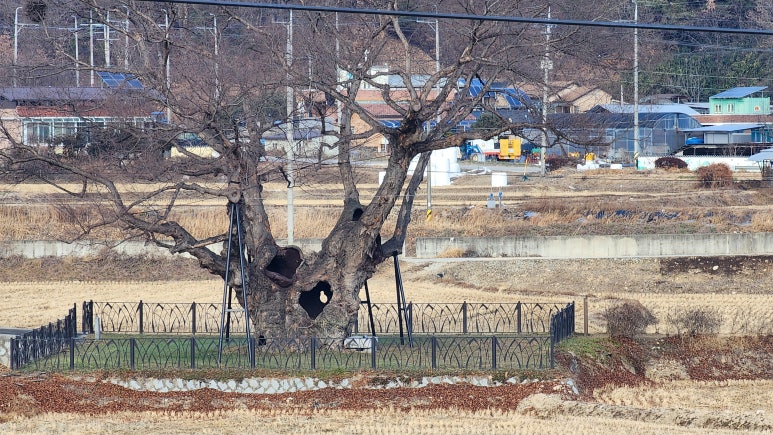 소백산꽃차이야기소풍농원 이미지
