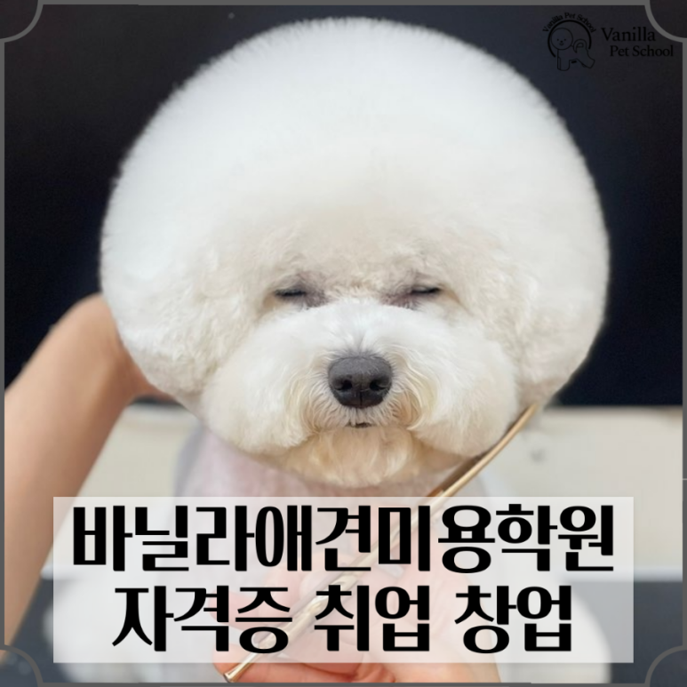 바닐라애견미용학원 이미지