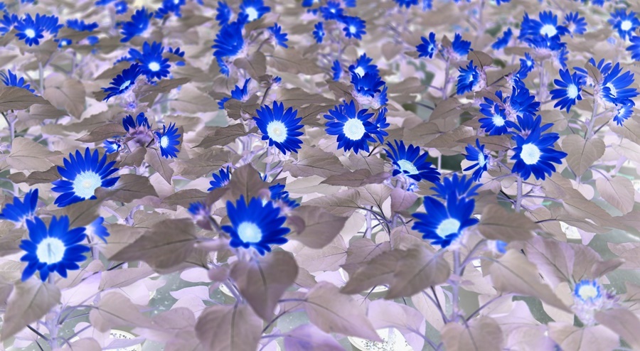 꽃사랑화원 이미지