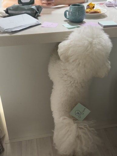 포대포 이미지