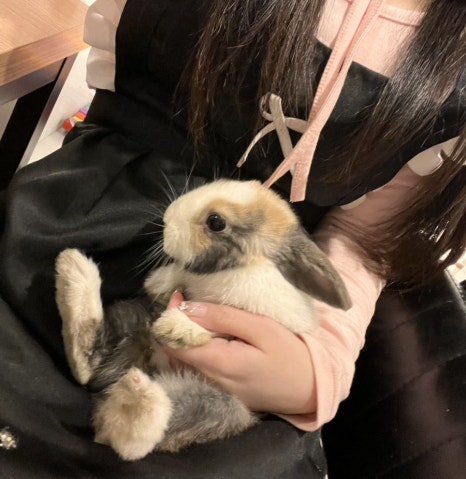 진심토끼 이미지