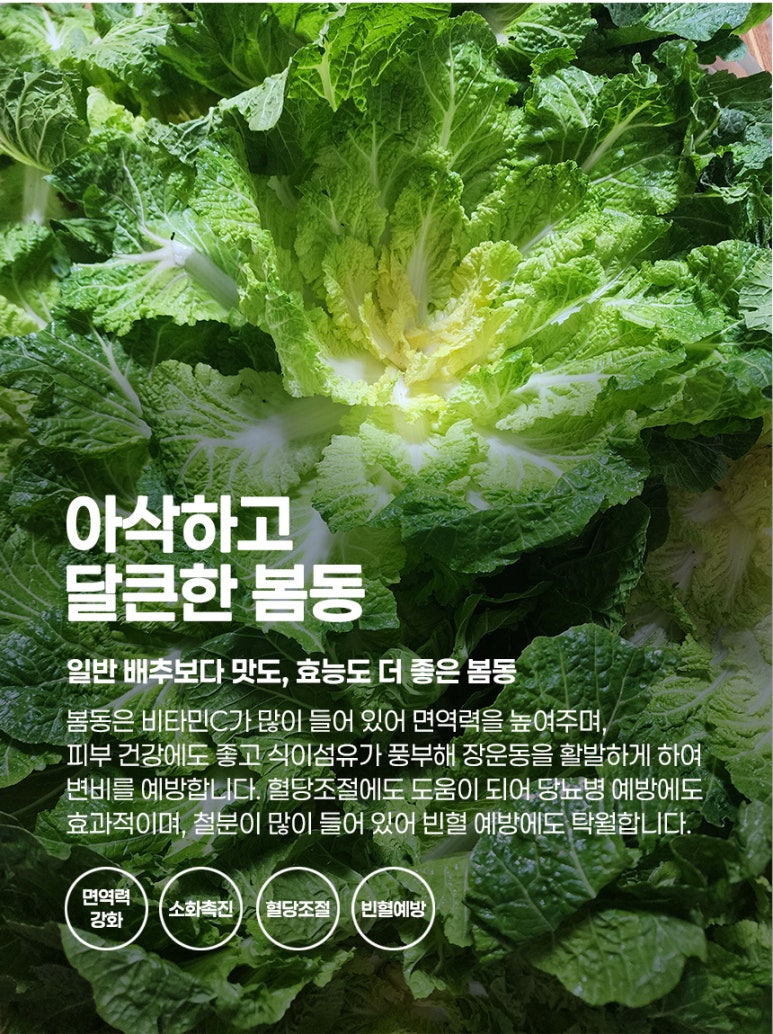 봄동 이미지