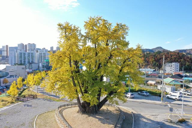 큰나무 이미지