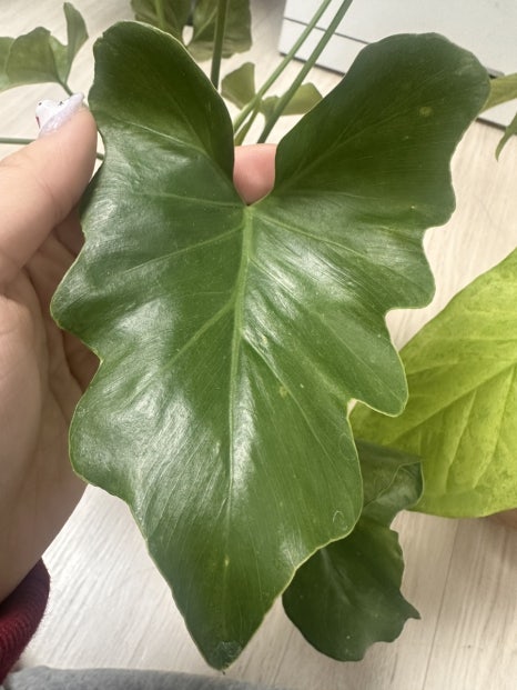 팔공호프 이미지