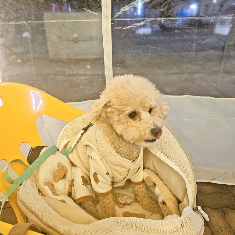 칠분통닭버들 이미지