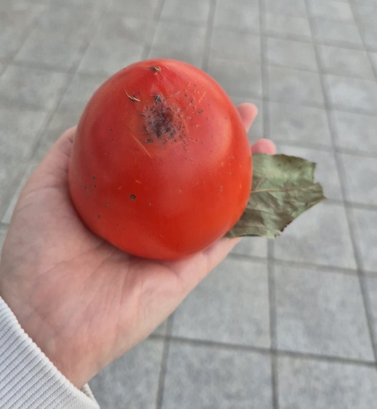 정가네회수산 이미지