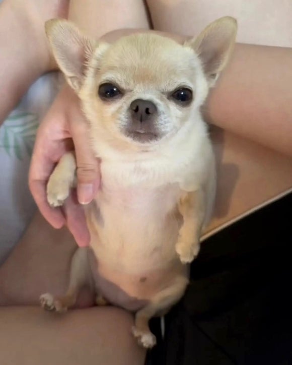 케이드림샵 이미지
