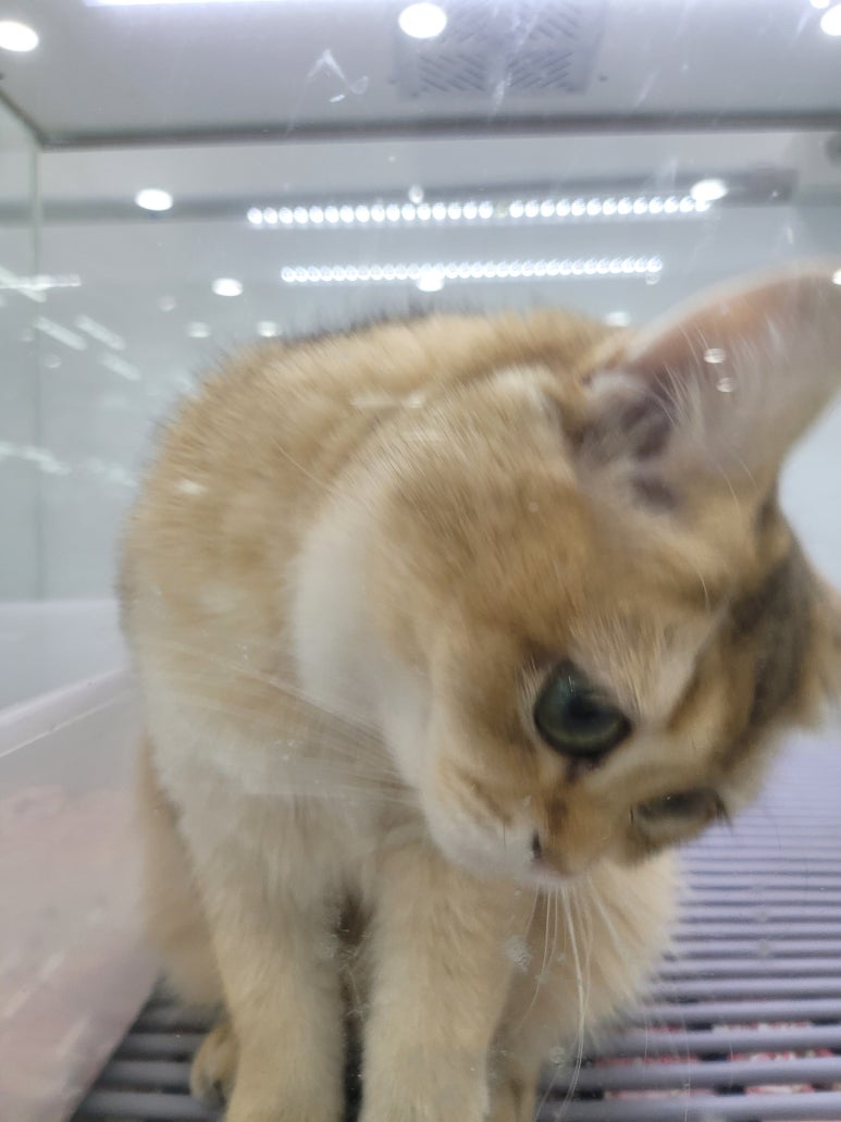 도로시헤어 이미지