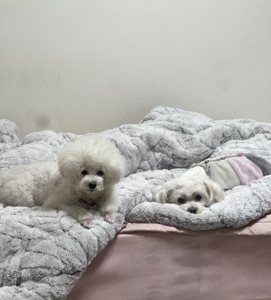 천안당 호두과자 풍세IC점 이미지