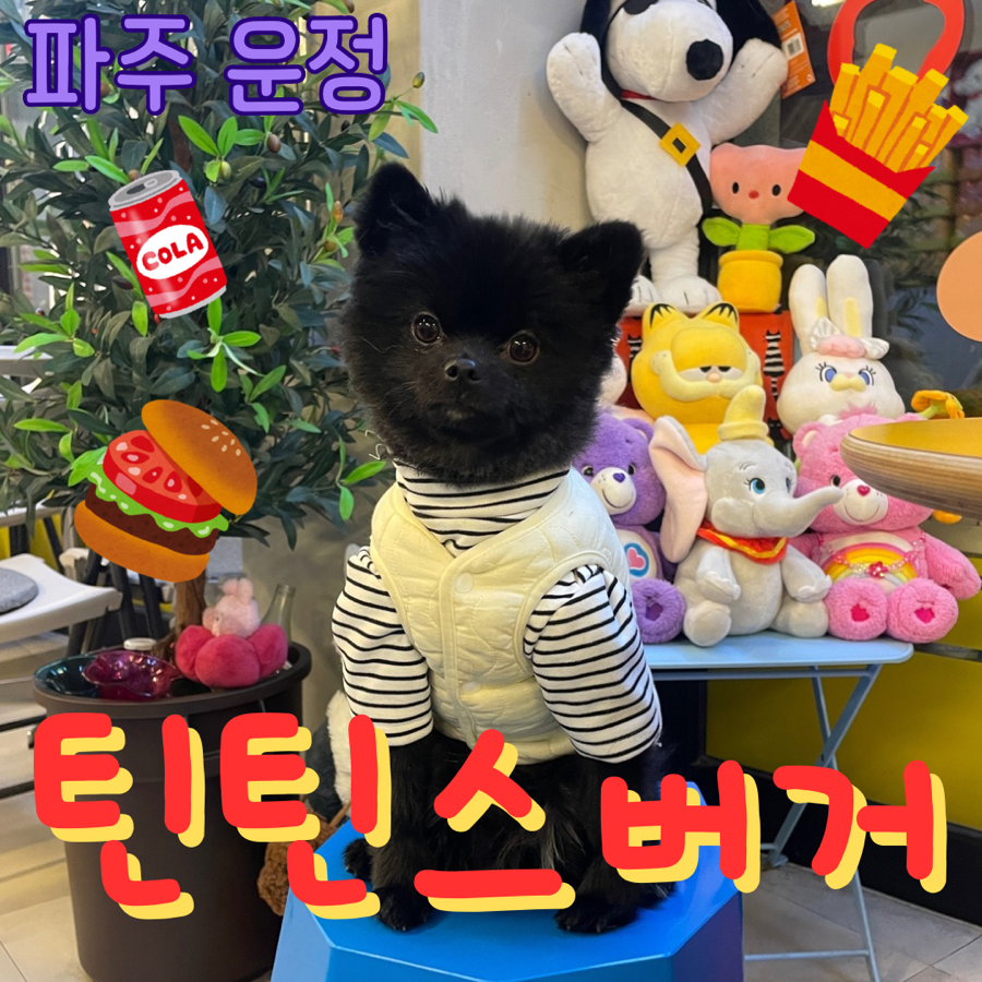 틴틴스버거 이미지