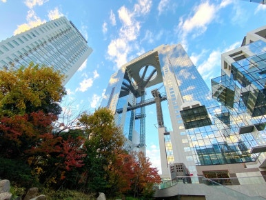 돈보리 이미지